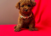 Safkan Toy Poodle Yavrularımız